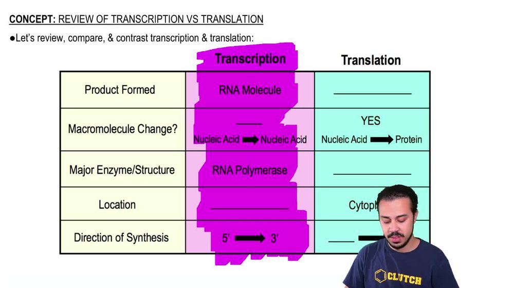 Review of Transcription vs. Translation