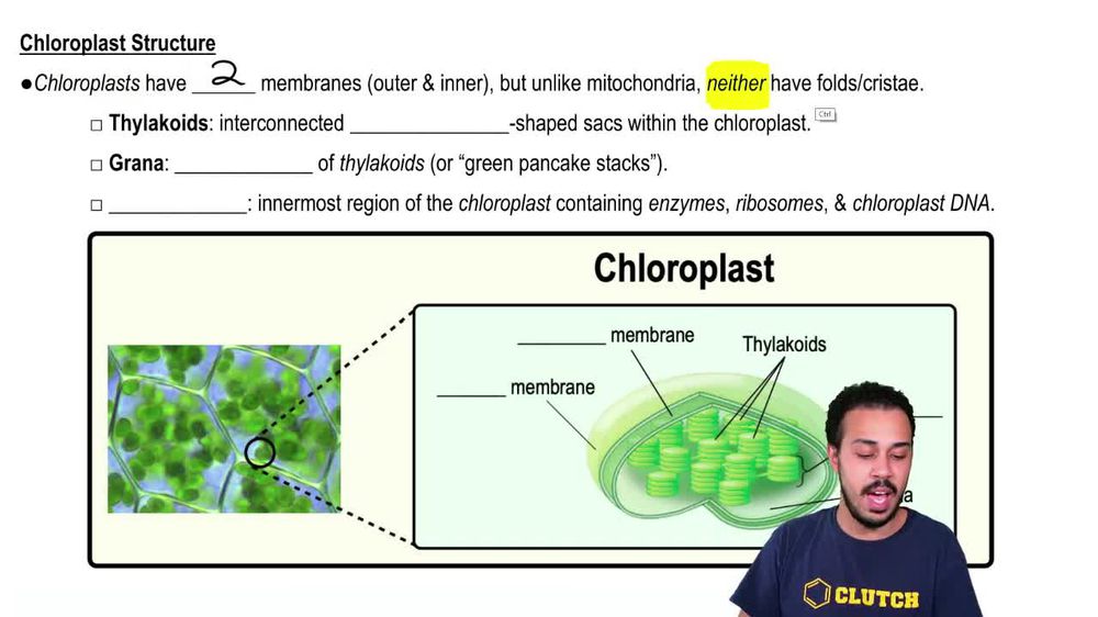 Chloroplast Structure