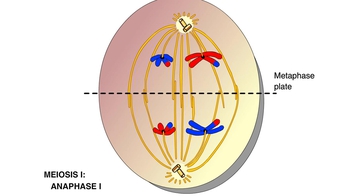 Animation: Meiosis