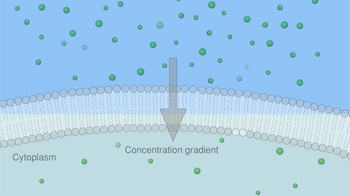 Animation: Diffusion