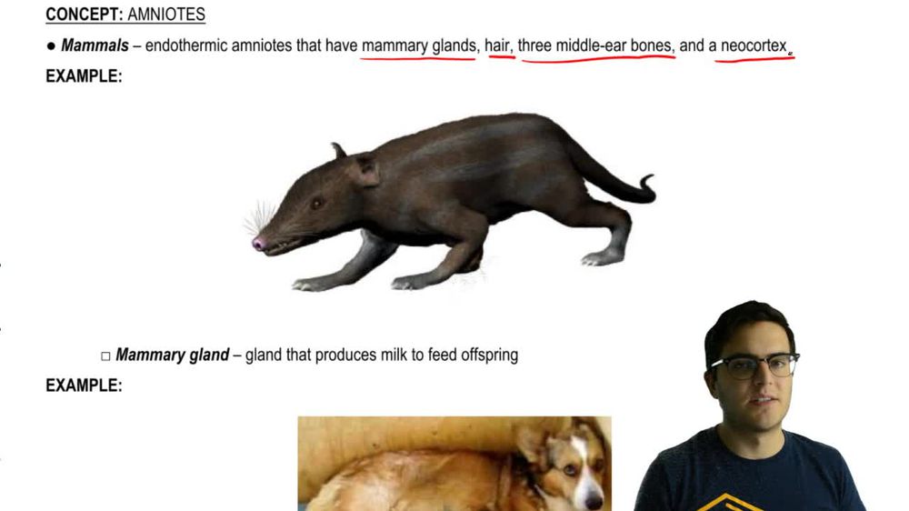 Mammals and Monotremes