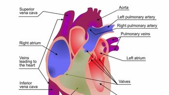 Animation: Structure of the Human Heart