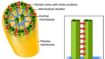 Animation: Cilia and Flagella