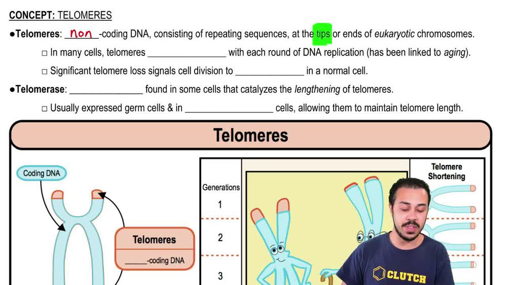 Telomeres
