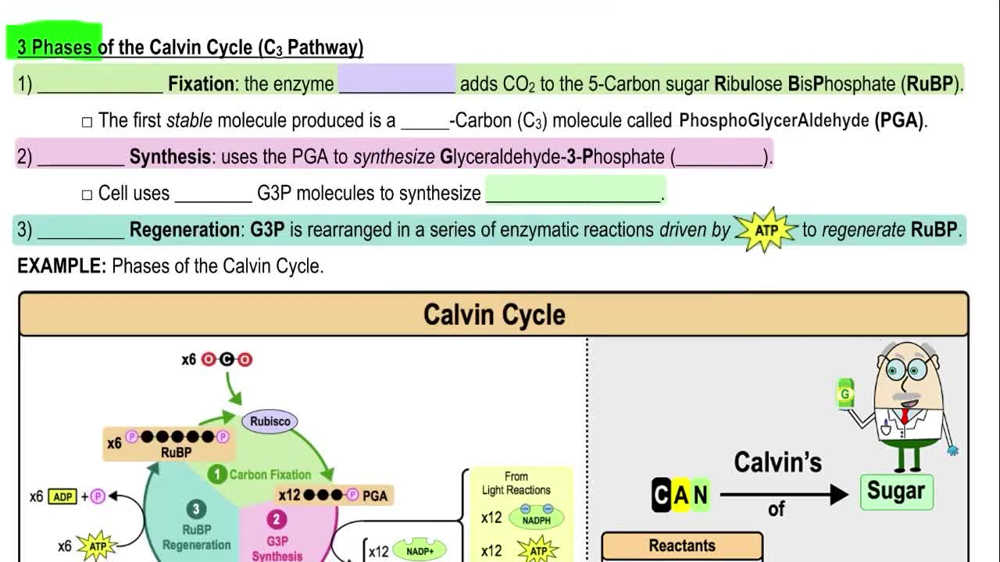 3 Phases of the Calvin Cycle (C3 Pathway)