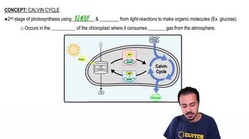 Calvin Cycle