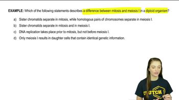 Mitosis & Meiosis Review Example 1