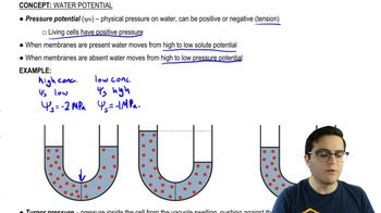 Pressure Potential and Turgidity