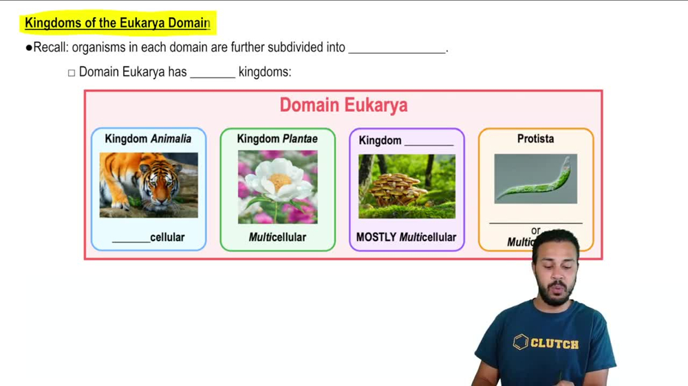 Kingdoms of the Eukarya Domain