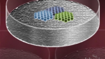 HHMI BioInteractive: Creating Embryonic Stem Cell Lines