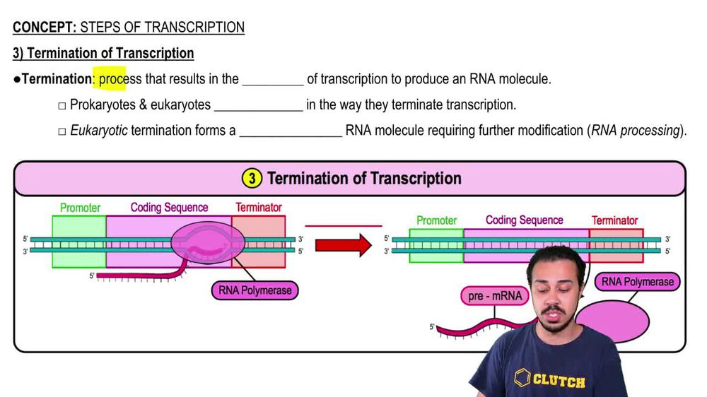 3) Termination of Transcription