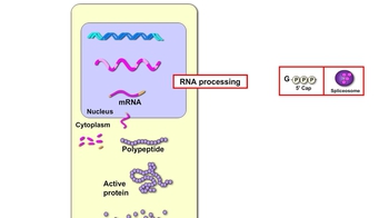 Animation: Control of Gene Expression
