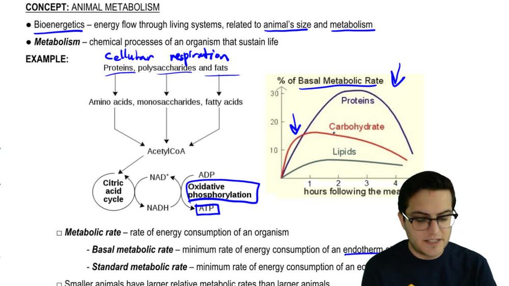 Metabolic Rate