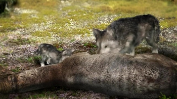 BioFlix: The Carbon Cycle