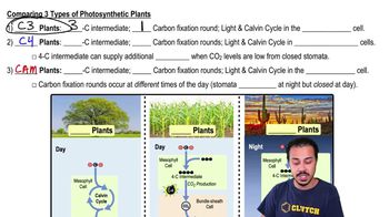 Comparing 3 Types of Photosynthetic Plants