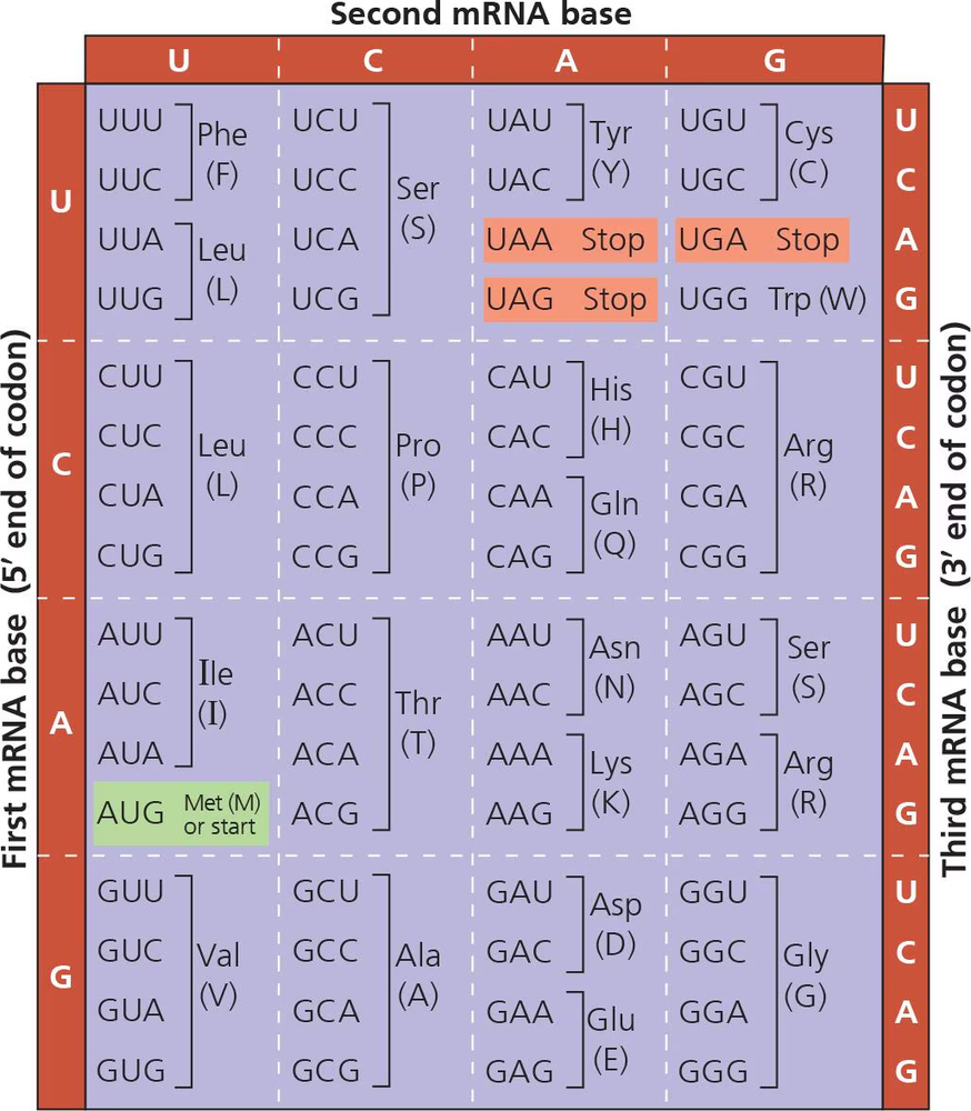 Genetic code chart showing mRNA codons for amino acids.