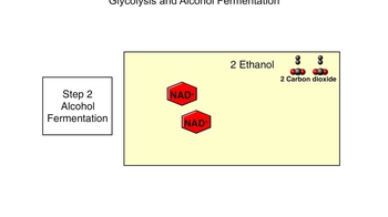 Animation: Fermentation