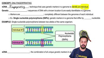 DNA Fingerprinting