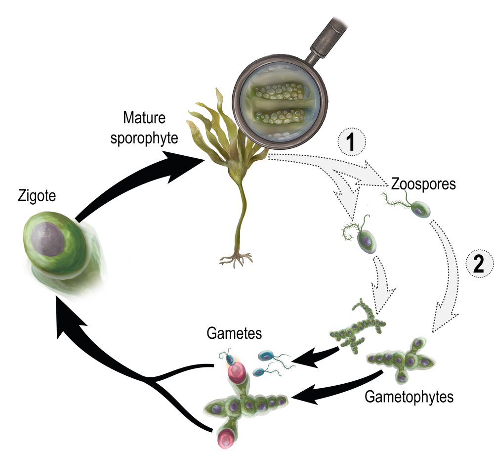 Diagram illustrating protist life cycles, showing stages from zygote to gametes and zoospores.