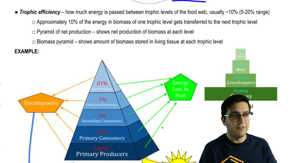 Secondary Production and Trophic Efficiency