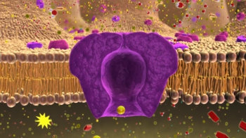 BioFlix: Active Transport