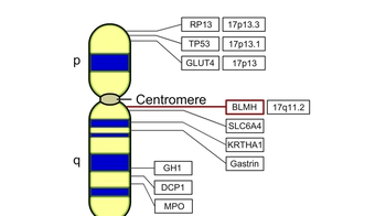 Animation: The Human Genome Project: Genes on Human Chromosome 17 