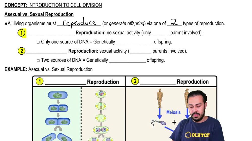 Asexual vs. Sexual Reproduction