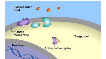 Animation: Steroid Hormone Pathway