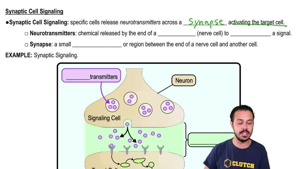 Synaptic Cell Signaling