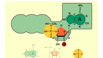 Animation: The Structure of ATP