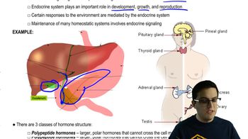 Endocrine System