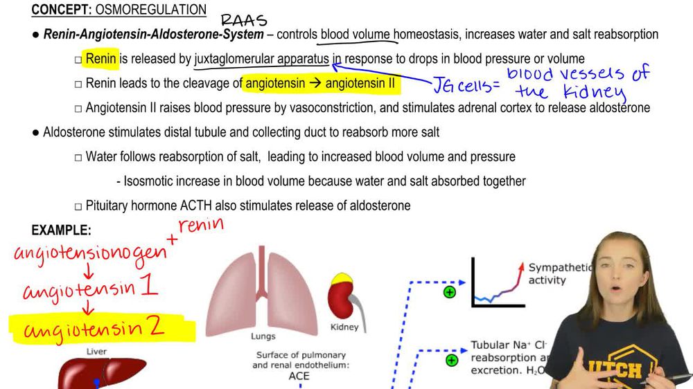Renin-Angiotensin-Aldosterone-System