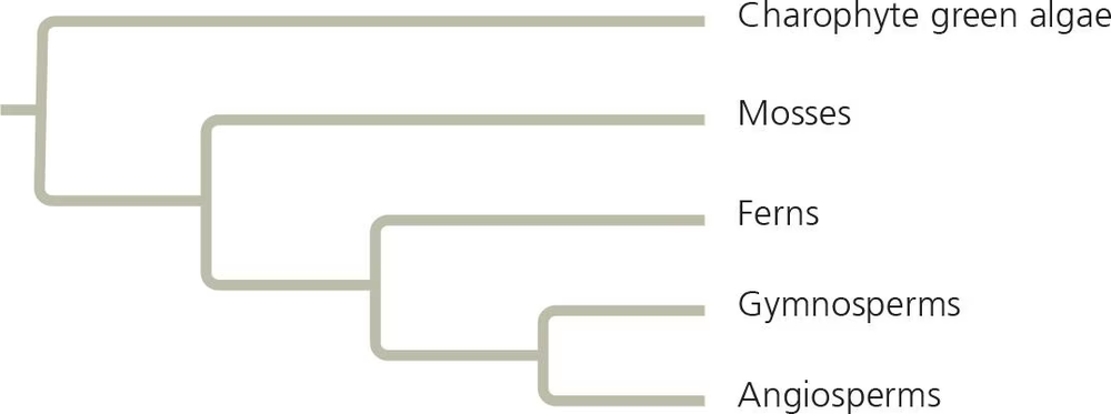 Phylogenetic tree showing evolution from charophyte green algae to mosses, ferns, gymnosperms, and angiosperms.