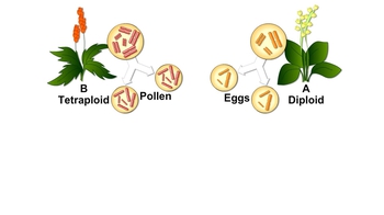 Animation: Polyploid Plants