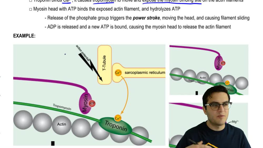 Sliding Filament Model