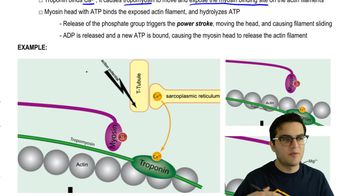 Sliding Filament Model