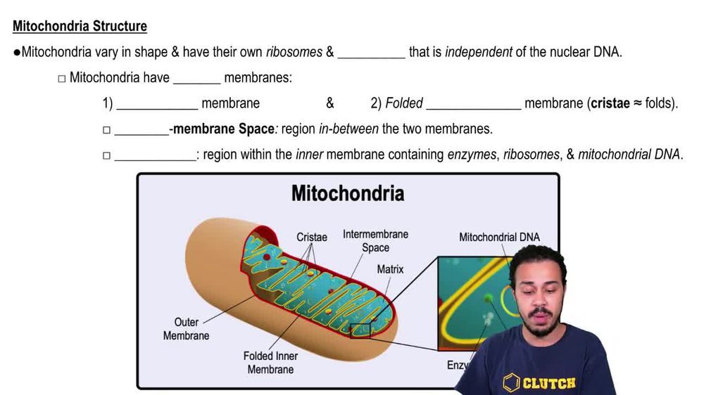 Mitochondria Structure