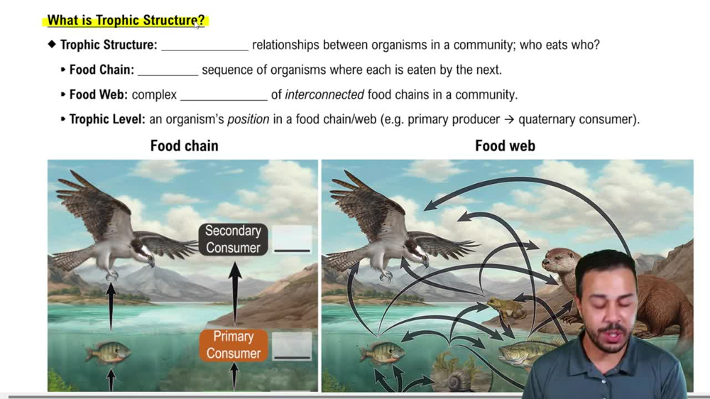 What is Trophic Structure?