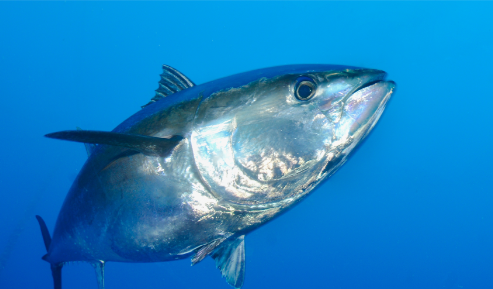 Close-up of an Atlantic Bluefin Tuna swimming in clear blue water.