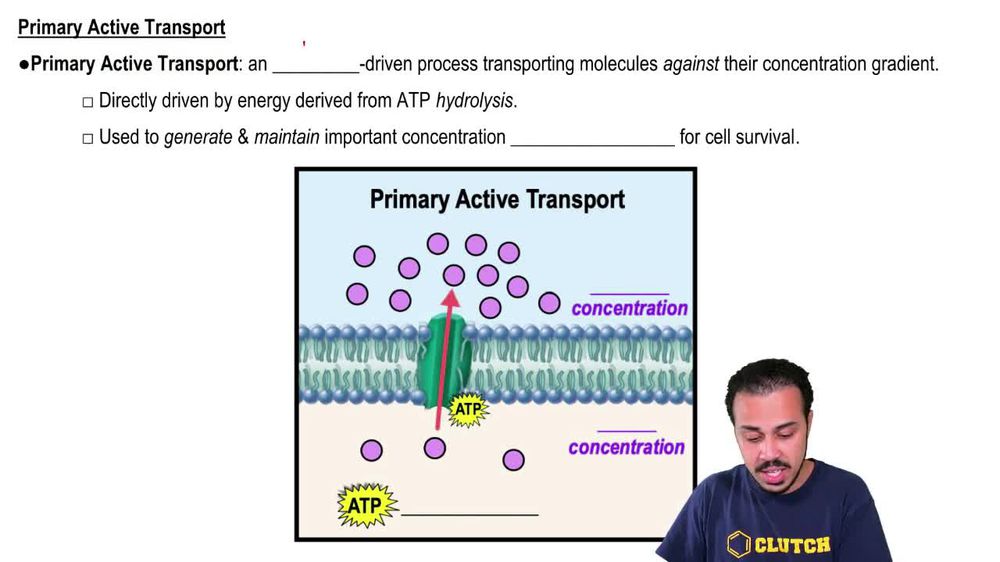 Primary Active Transport