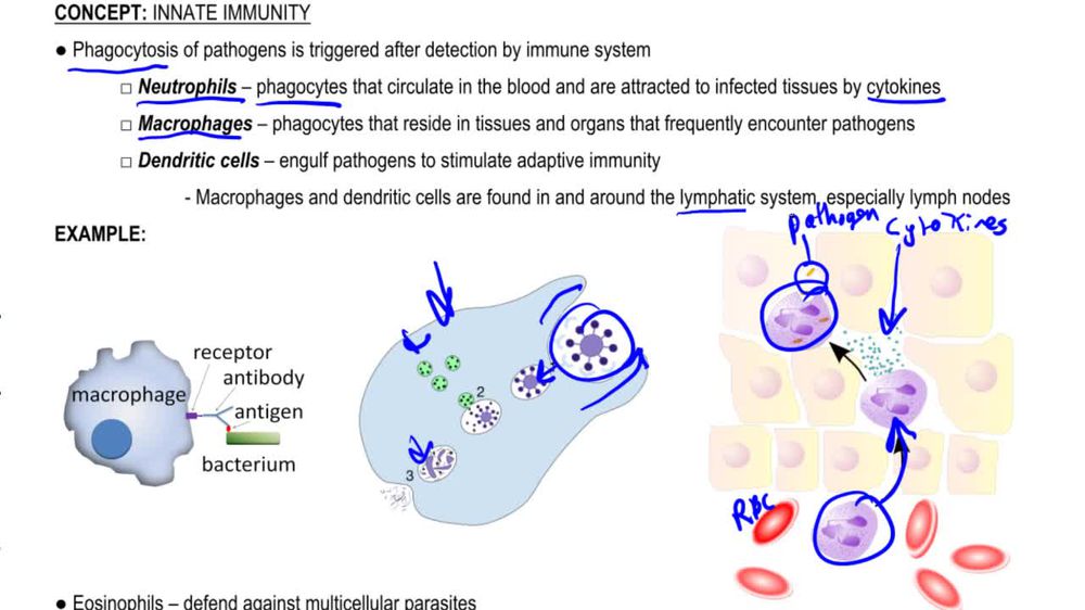 Innate Immune Cells