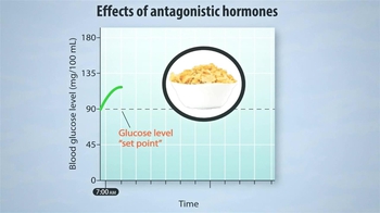 Animation: Pancreatic Hormones Regulate Blood Glucose Level