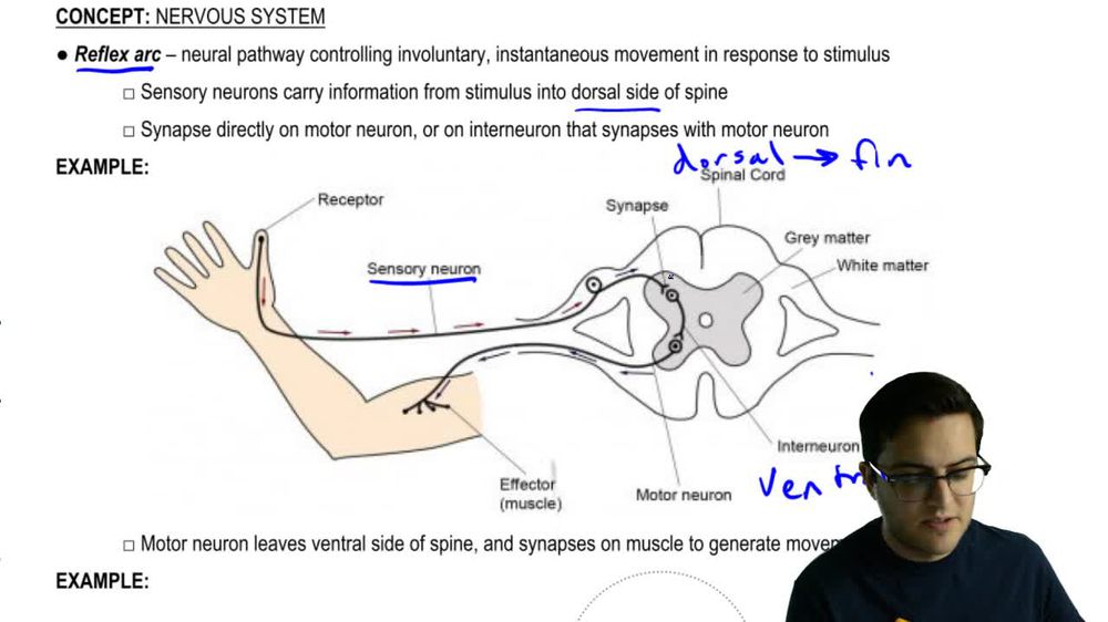 Reflex Arc