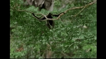 Short Video: Gibbons Brachiating
