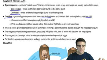 Seed Plants - 2