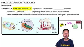 Mitochondria