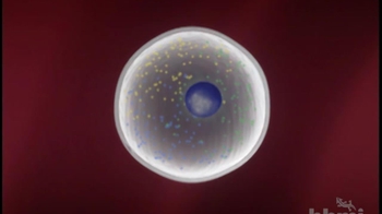 HHMI BioInteractive: Somatic Cell Nuclear Transfer Animation