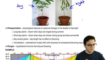 Photoderiodism