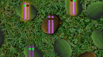 BioFlix: Allele Frequencies