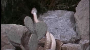 Short Video: Snake Ritual Wrestling